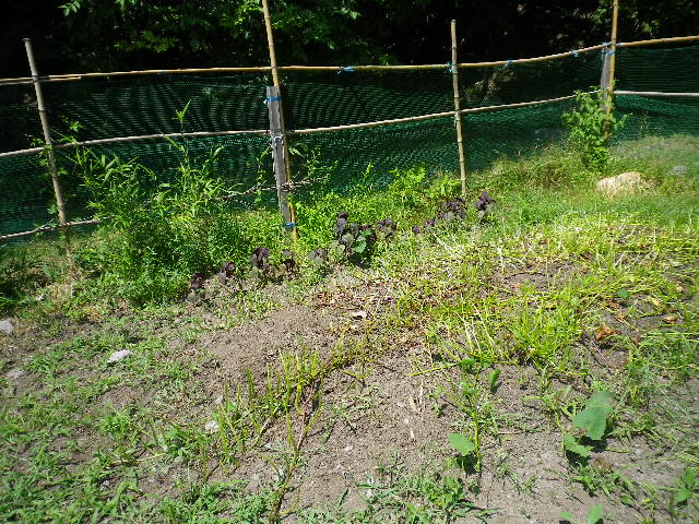 3日ほどで…_e0179508_1133251.jpg
