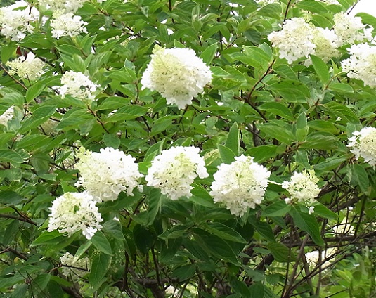 ミナヅキ 水無月 の花 Arekore