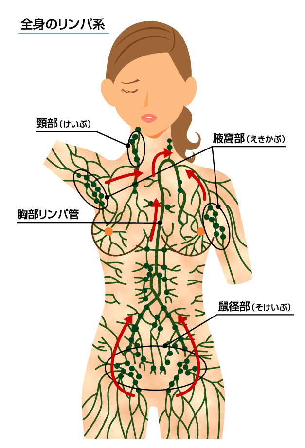 脚痩せしたい人 リンパドレナージュ 太もも 痩せる方法 教えます 脚痩せしたい人 リンパドレナージュ 太もも 痩せる方法 教えます