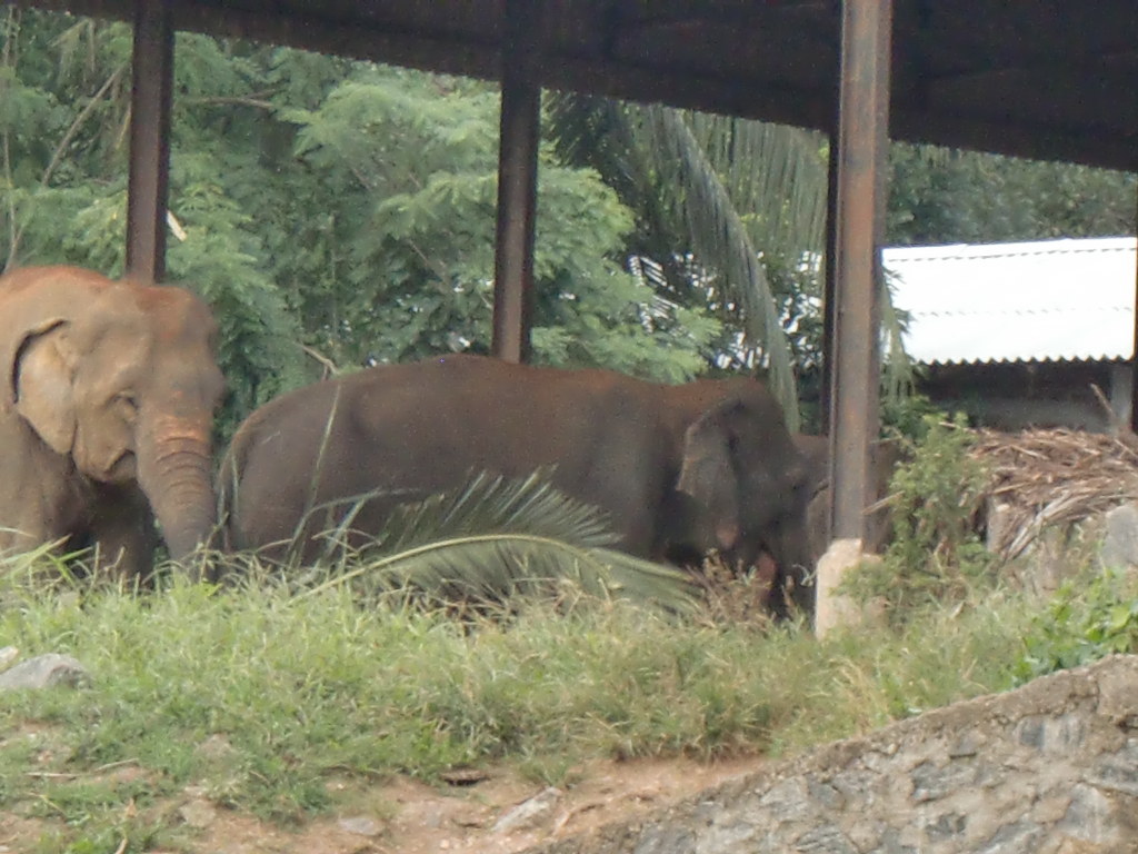 ピンナワラ象孤児院　in SriLanka 2013年7月　2_d0281322_11444185.jpg