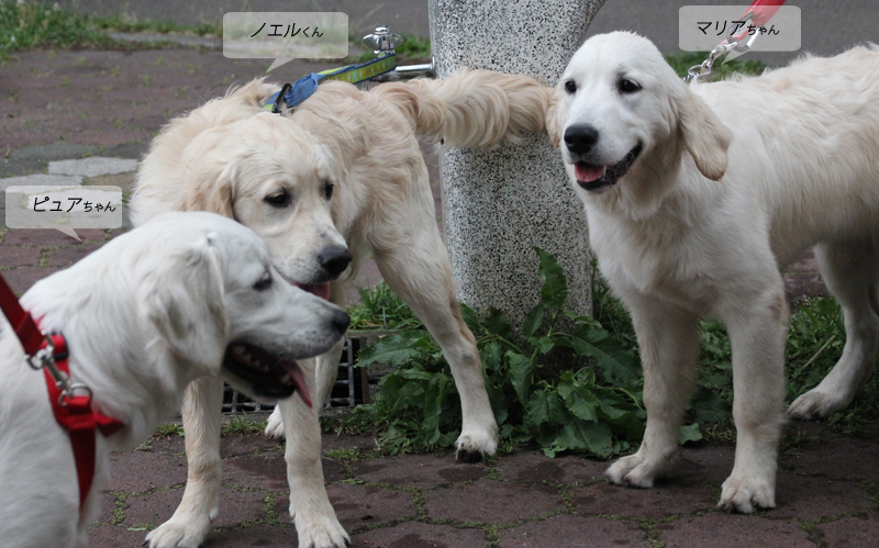 ピュアちゃん&ノエルちゃん_f0227228_14323879.jpg