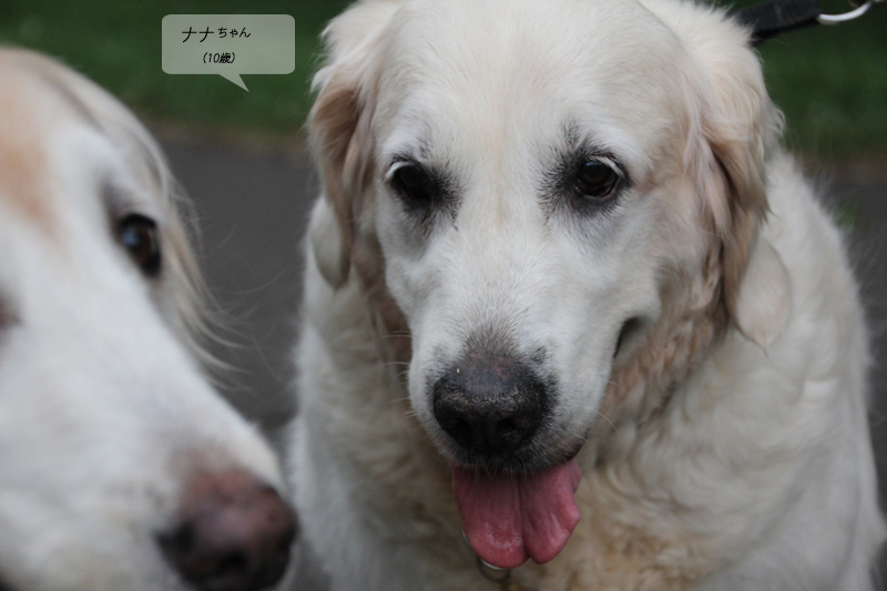 ピュアちゃん&ノエルちゃん_f0227228_15161633.jpg