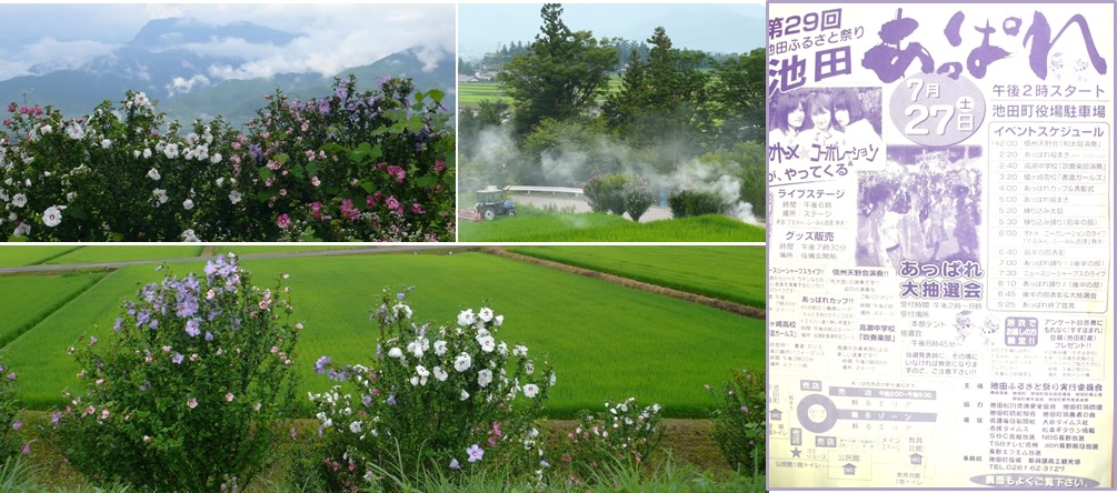 堀之内かかし村のムクゲの花_a0212730_21321638.jpg