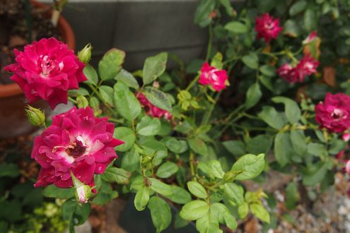 f0243731_9334730.jpg