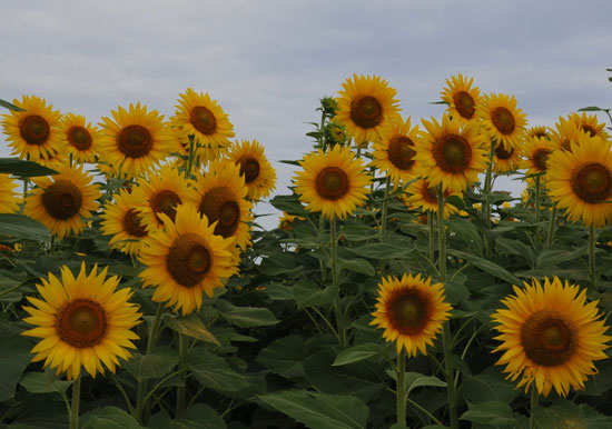 c0093046_62209.jpg