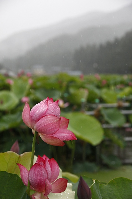 越前花はす公園ー１_f0288049_9574569.jpg