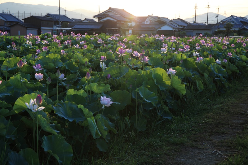 朝日に輝るハスの花_e0194050_19254.jpg