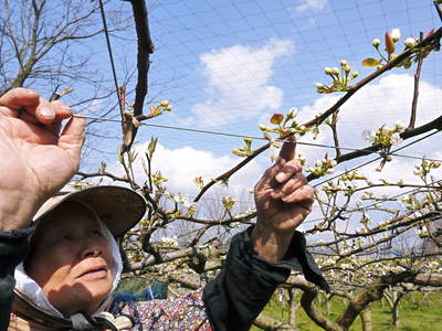 熊本梨　本藤果樹園　平成２５年度初出荷!!_a0254656_18144096.jpg