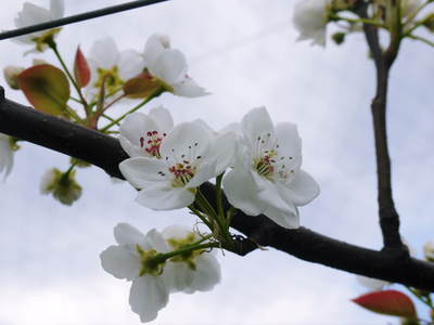 熊本梨 本藤果樹園 平成25年度初出荷!!_a0254656_184067.jpg
