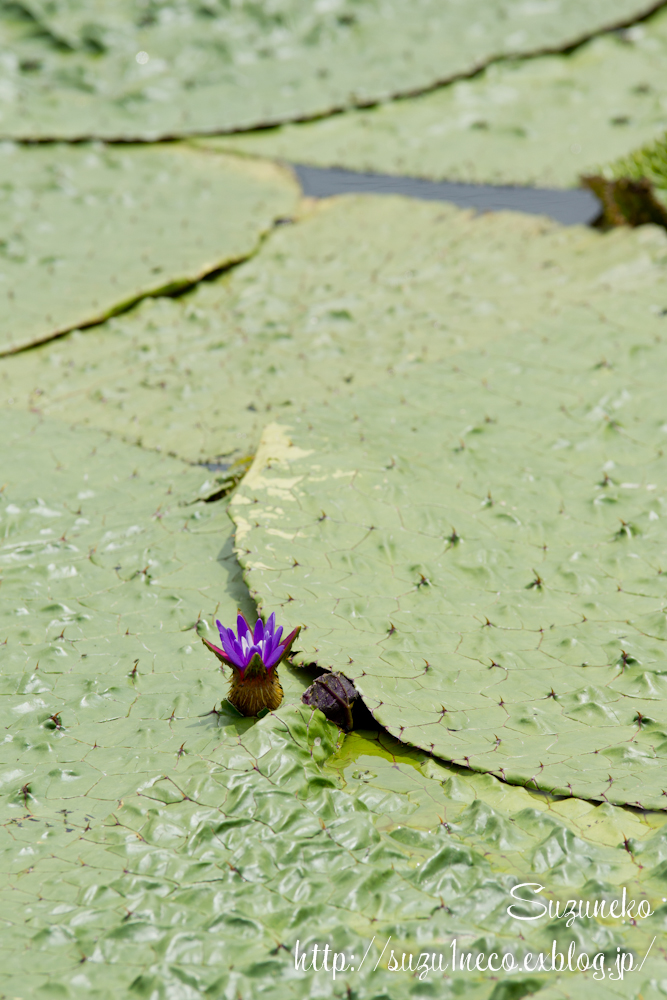 水元公園のオニバス_a0248663_812589.jpg