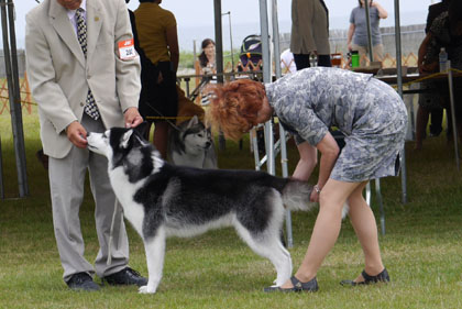 ♪ ユアン 清水愛犬クラブ展 ♪_c0161772_2212910.jpg