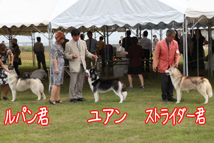 ♪ ユアン 清水愛犬クラブ展 ♪_c0161772_22151096.jpg