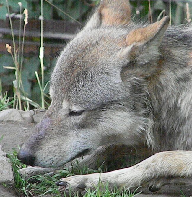 ユキヒョウ、オオカミ、レッサーパンダ_b0014576_22302014.jpg