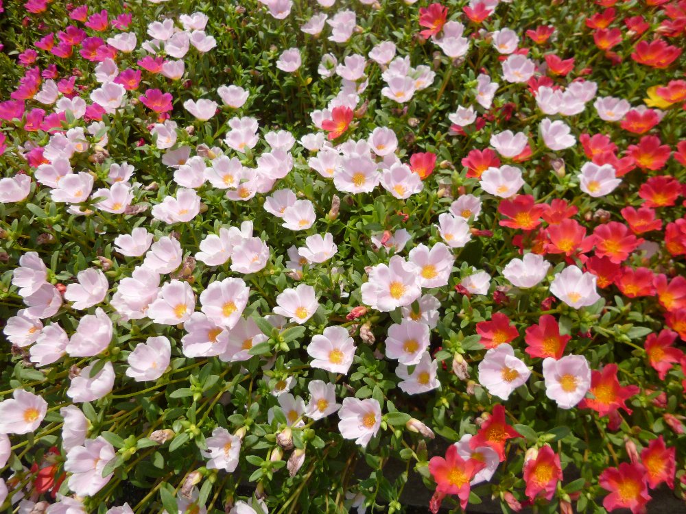 市民プラザの花壇ーパノラマ！_e0065084_207441.jpg