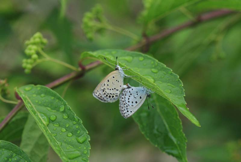 c0177785_1415172.jpg