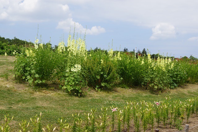 d0181492_6525091.jpg
