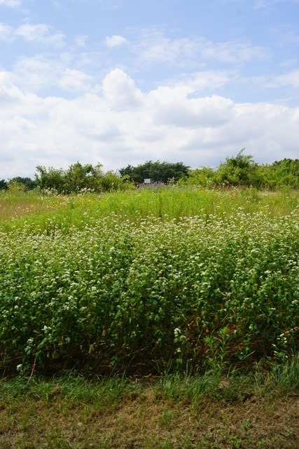 d0181492_6545111.jpg