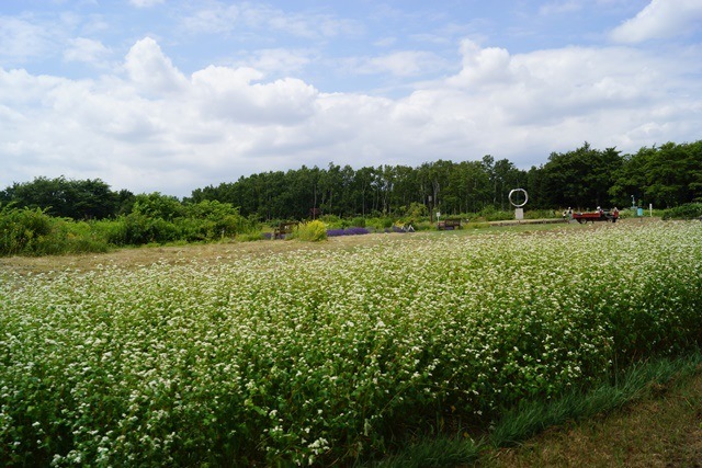 d0181492_6553663.jpg