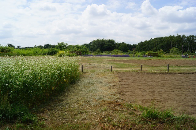 d0181492_6555032.jpg
