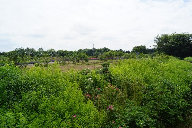 d0181492_657133.jpg