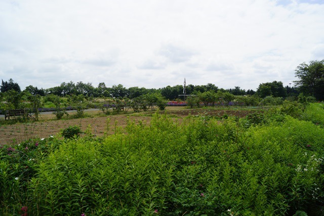 d0181492_6572236.jpg