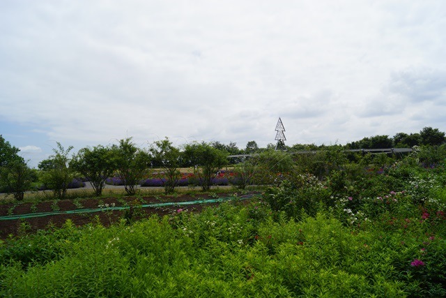 d0181492_658986.jpg