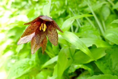 花と緑の白山・日帰り④_e0304001_22372730.jpg