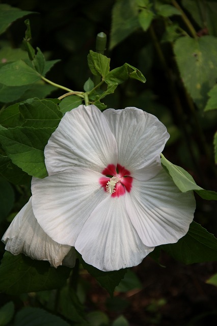 アメリカ芙蓉　夏のお花がどんどん咲きだした～♪_a0123003_9101519.jpg