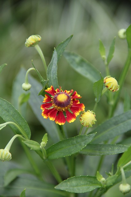 アメリカ芙蓉　夏のお花がどんどん咲きだした～♪_a0123003_9152537.jpg