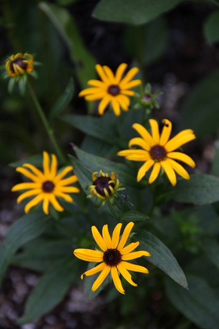 アメリカ芙蓉　夏のお花がどんどん咲きだした～♪_a0123003_9201299.jpg