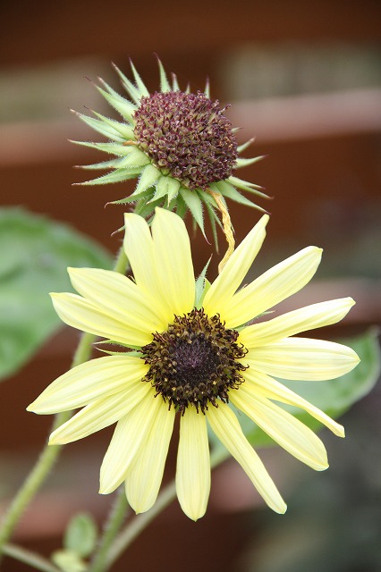 アメリカ芙蓉　夏のお花がどんどん咲きだした～♪_a0123003_9212828.jpg