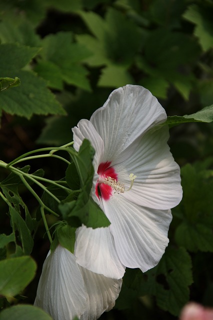 アメリカ芙蓉　夏のお花がどんどん咲きだした～♪_a0123003_982285.jpg