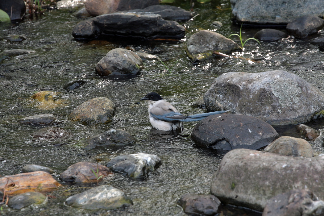 尾長の行水_b0190710_72657.jpg