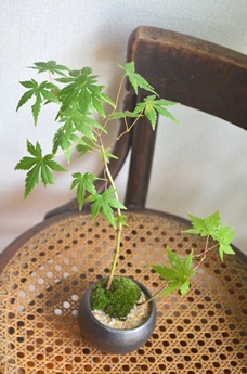 苔庭と盆栽 新入荷のご案内_d0263815_16153452.jpg
