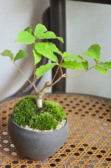 苔庭と盆栽 新入荷のご案内_d0263815_16173672.jpg