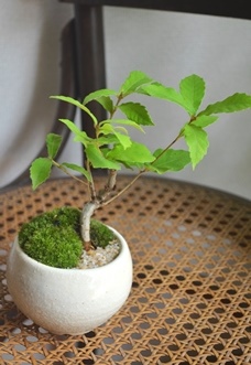 苔庭と盆栽 新入荷のご案内_d0263815_16175550.jpg