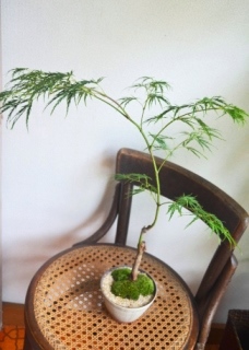 苔庭と盆栽 新入荷のご案内_d0263815_16224258.jpg