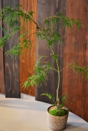 苔庭と盆栽 新入荷のご案内_d0263815_16262547.jpg