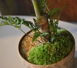 苔庭と盆栽 新入荷のご案内_d0263815_1629961.jpg