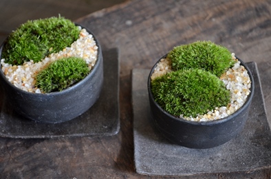 苔庭と盆栽 新入荷のご案内_d0263815_17102463.jpg