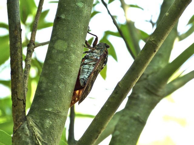a0188023_7124739.jpg