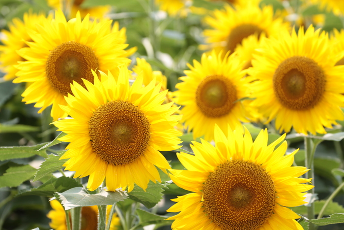tournesol_e0190023_2251295.jpg