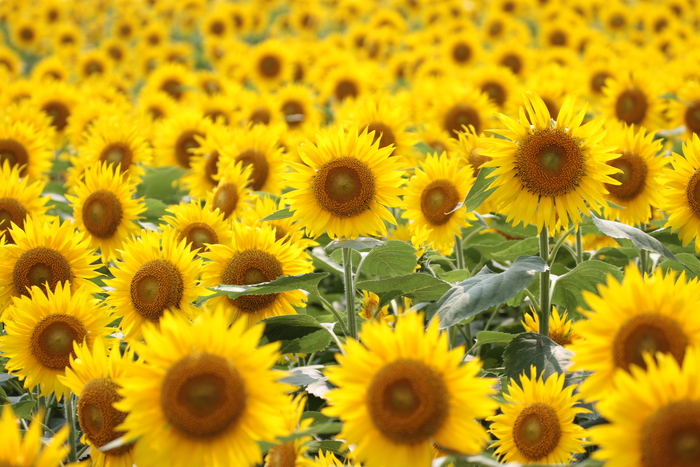 tournesol_e0190023_22521222.jpg