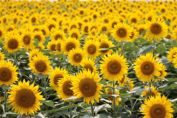tournesol_e0190023_22523065.jpg