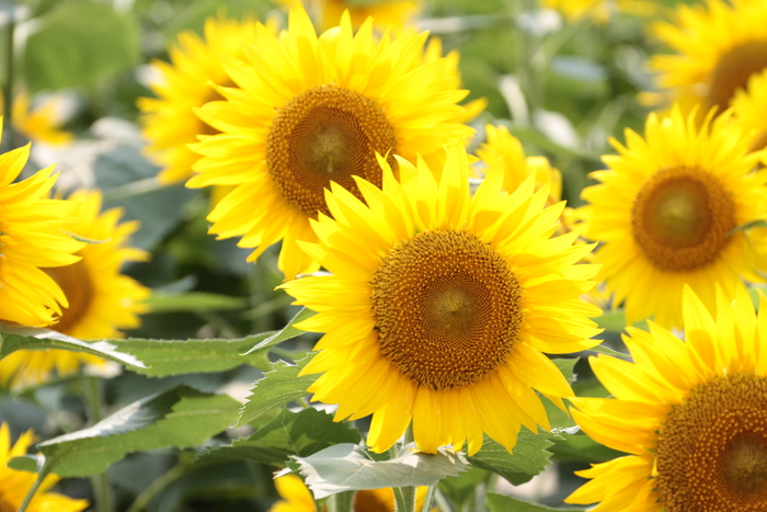 tournesol_e0190023_22525418.jpg