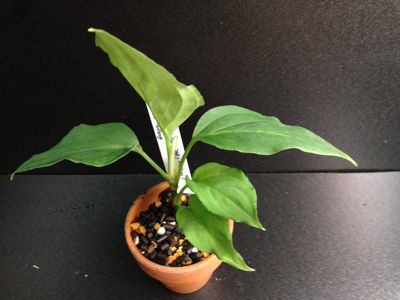 Aglaonema pictum  “緑三色” type2 from padang AZ便_c0256325_1314550.jpg