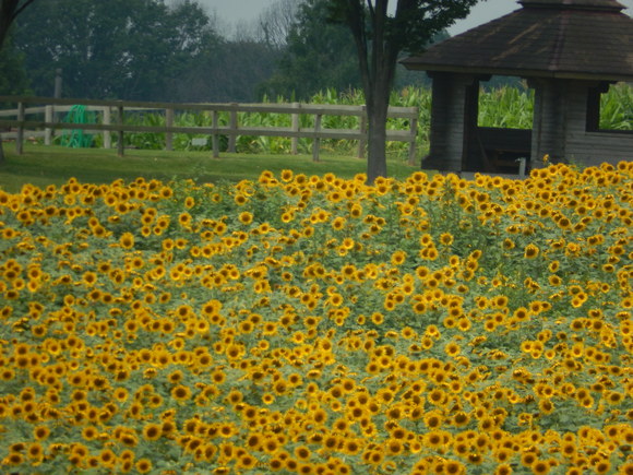 d0331729_2239667.jpg