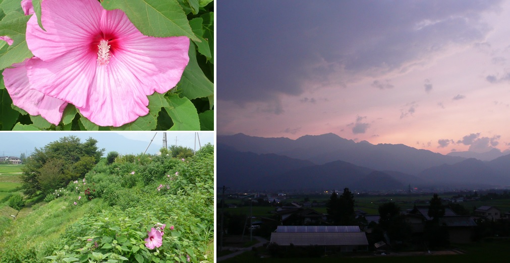 かかし村の芙蓉の花_a0212730_21431453.jpg