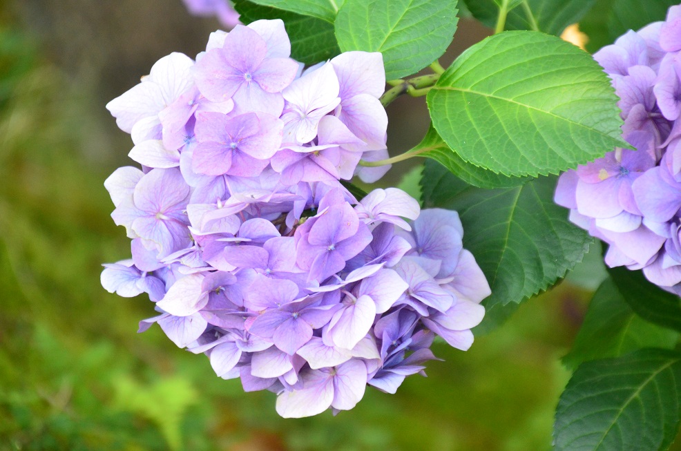 夏の伊豆修善寺温泉旅行記　その３_f0124830_23295261.jpg