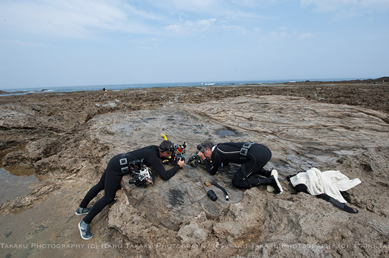 イボタマキビ3重の塔_b0186442_21501687.jpg